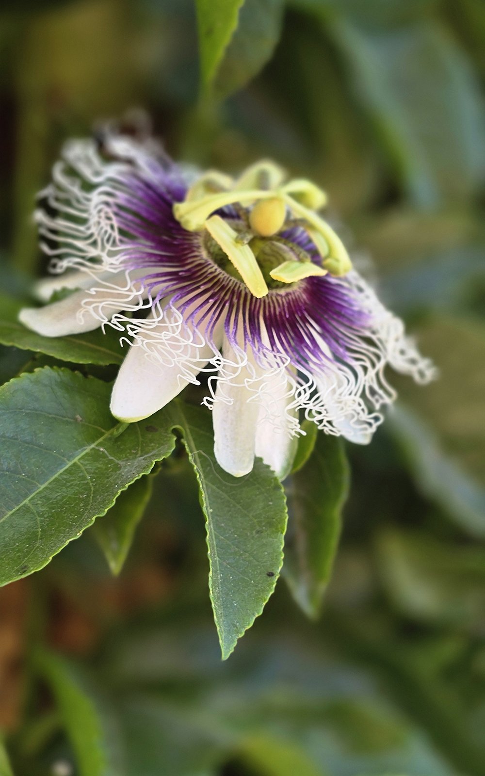 Passion Fruit 